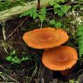 Cortinarius_uliginosus_bo7020