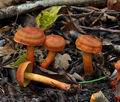 Cortinarius_uliginosus_bo9079