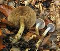 Cortinarius_valgus_bv4148