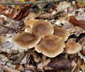 Cortinarius_valgus_bv4158