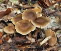 Cortinarius_valgus_bv4162