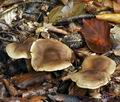 Cortinarius_valgus_bv4166