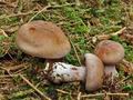 Cortinarius_variicolor_cr5503