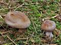 Cortinarius_variicolor_cr5506