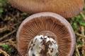 Cortinarius_variicolor_cr5512