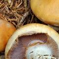 Cortinarius_varius_be3786