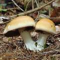 Cortinarius_varius_be3792