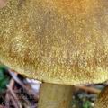 Cortinarius_venetus_aj3361