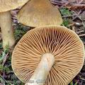 Cortinarius_venetus_aj3363