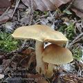 Cortinarius_venetus_aj3370