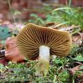 Cortinarius_venetus_aj3377