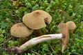 Cortinarius_venetus_cr5428s