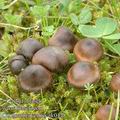 Cortinarius_vernus_ak0448