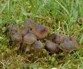 Cortinarius_vernus_ak0453