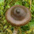 Cortinarius_vernus_ak0456