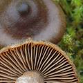 Cortinarius_vernus_ak0461