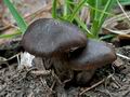 Cortinarius_vernus_cb7558s