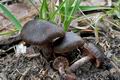 Cortinarius_vernus_cb7574s