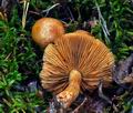 Cortinarius_vespertinus_jf9120