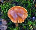 Cortinarius_vespertinus_jf9122