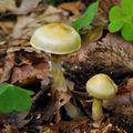 Cortinarius vibratilis bi0154