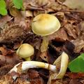 Cortinarius vibratilis bi0159