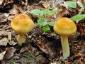 Cortinarius_vibratilis_bv3828