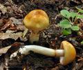 Cortinarius_vibratilis_bv3837