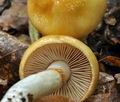 Cortinarius_vibratilis_bv3840