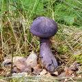 Cortinarius violaceus bi1415