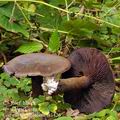 Cortinarius violaceus bi1426