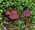 Cortinarius_vitiosus_bo6476