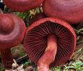 Cortinarius_vitiosus_bp2192