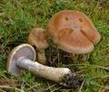 Cortinarius_xanthocephalus_ac7458