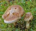 Cortinarius_xanthocephalus_ac7463