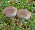 Cortinarius_xanthocephalus_ac7469