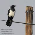 Corvus_alba_ed8210.jpg