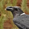 Corvus_albicollis_bf3310