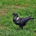 Corvus_albicollis_bf3342