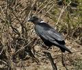 Corvus_albicollis_bx0600