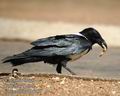 Corvus_albus_db4763