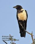 Corvus_albus_pa2127440