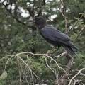 Corvus_capensis_bb1780.jpg