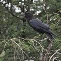 Corvus_capensis_bb1780