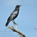 Corvus_capensis_bb2437