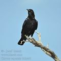 Corvus_capensis_bb2440