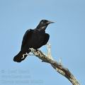 Corvus_capensis_bb2452