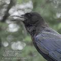 Corvus_capensis_ed8873