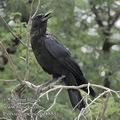 Corvus_capensis_ed8883.jpg