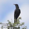 Corvus_capensis_ed9062.jpg